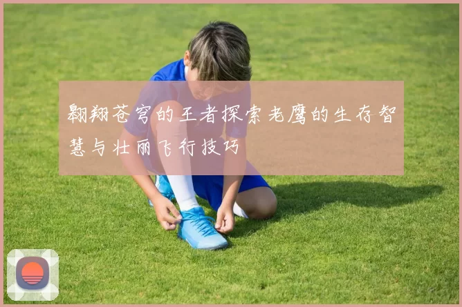 翱翔苍穹的王者探索老鹰的生存智慧与壮丽飞行技巧