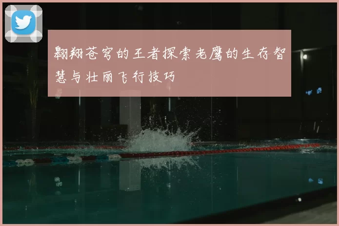 翱翔苍穹的王者探索老鹰的生存智慧与壮丽飞行技巧